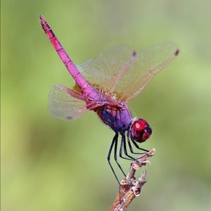 Meet your Posher, Dan